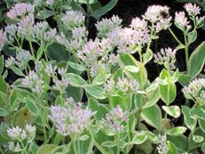 Frosty Morn Sedum Plants