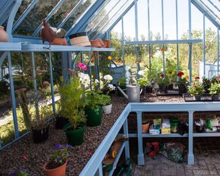 Alitex blue greenhouse shelving