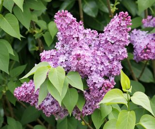 A pink lilac flower on a shrub