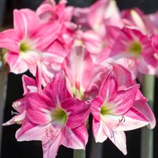 pink amaryllis flowers in bloom outside