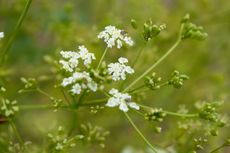 caraway