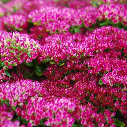 Hylotelephium spectabile types of sedum flowering in border