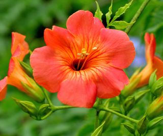 trumpet vine in full bloom