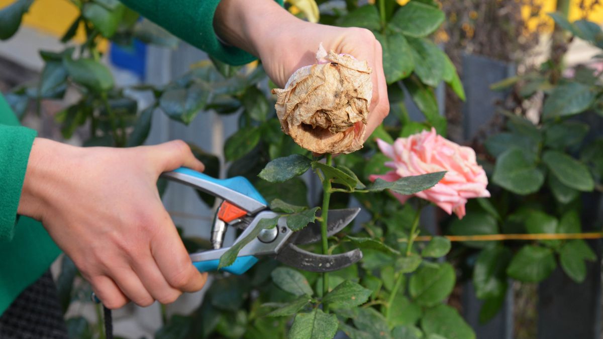 Deadheading roses