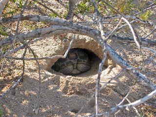 desert tortoise