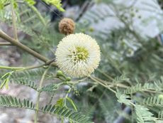 Flowering Guajillo Acacia Shrub