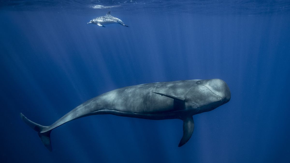 An underwater photo of a large whale with a dolphin swimming overhead