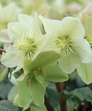 Gold Collection Champion Helleborus