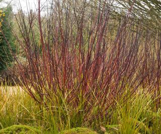 Cornus alba ‘Kesselringii’