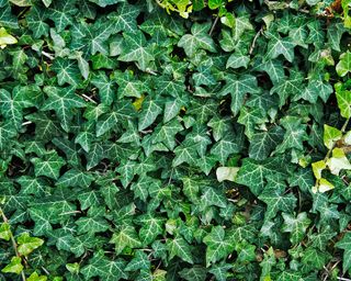 Hedera helix English ivy covering a wall