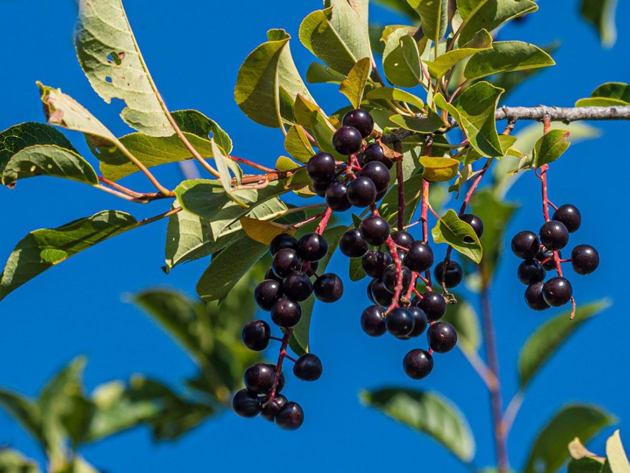 Chokecherry Tree Full Of Fruit