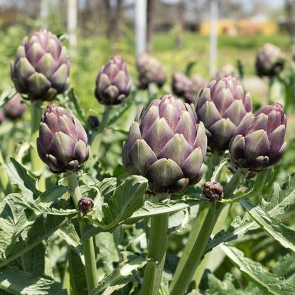 Organic artichokes ready for picking