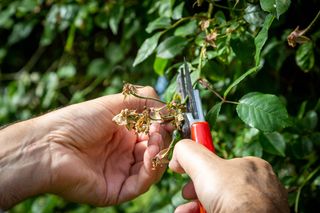 Cutting rose stem