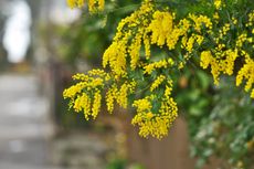 Yellow Bailey Acacia Tree