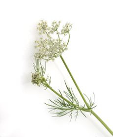 Caraway Plant