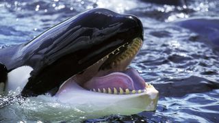 an orca with its head out of the water and its mouth open