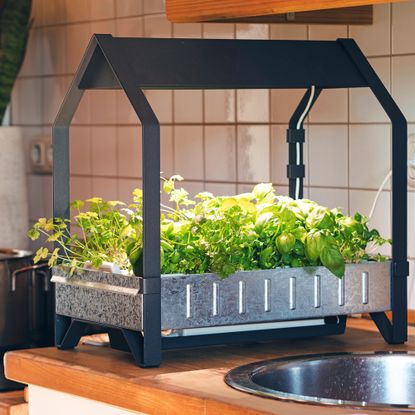 Countertop herb garden in the kitchen