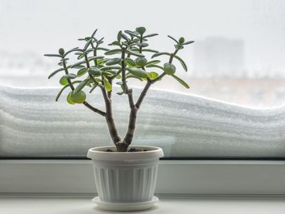 Potted Plant On A Windowsill Overlooking A Snowy Background