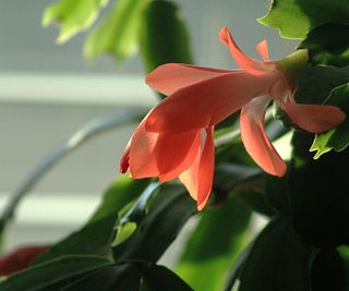 Close-up of a red Christmas cactus flower