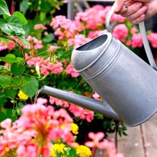 watering plants on patio with watering can