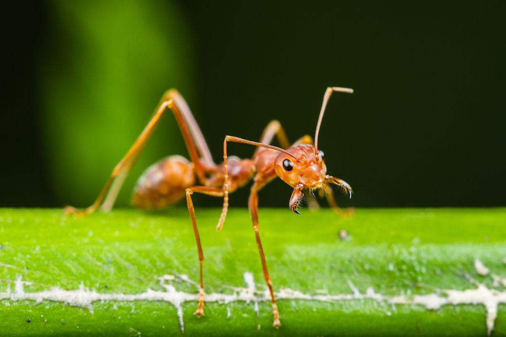 Close up of a red ant on a leaf. 