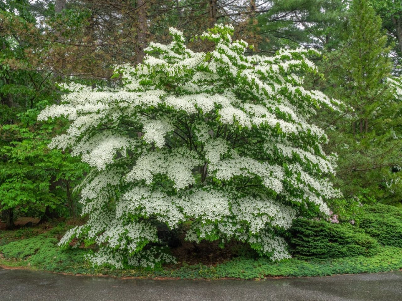 Dogwood Tree