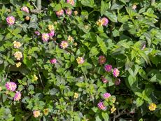 Yellowing Leaves On Lantana Plants