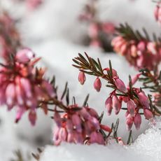 Pink winter heath flowers in the snow