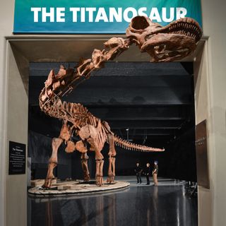 The dinosaur model of Patagotitan is larger than the exhibition area, so it welcomes guests to the museum at the elevators, as they enter the hall at the American Museum of Natural History in New York City.