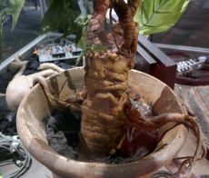 Potted Mandrake Plant