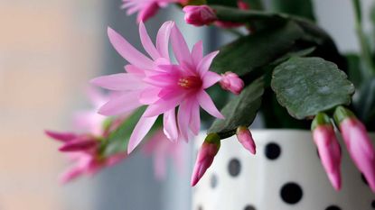 potted pink-flowering Christmas cactus in black and white spotted pot