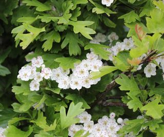 hawthorn hedge