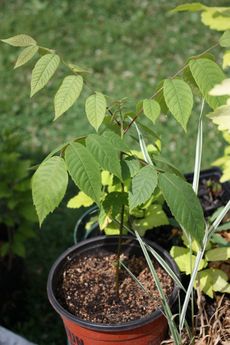 Small Potted Nut Tree