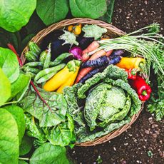 Freshly harvested organic vegetables in basket on veg plot