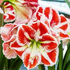 Red and white striped amaryllis flowers in bloom