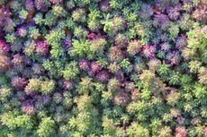 sedum groundcover