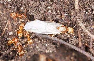 A red queen ant surrounded by her worker ants.