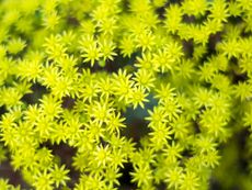 Tiny Yellow Sedum Plants