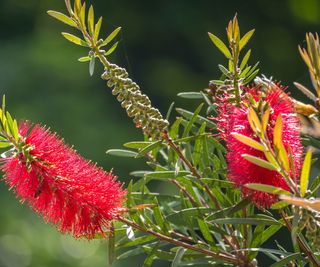 Bottle brush shrub with red blooms