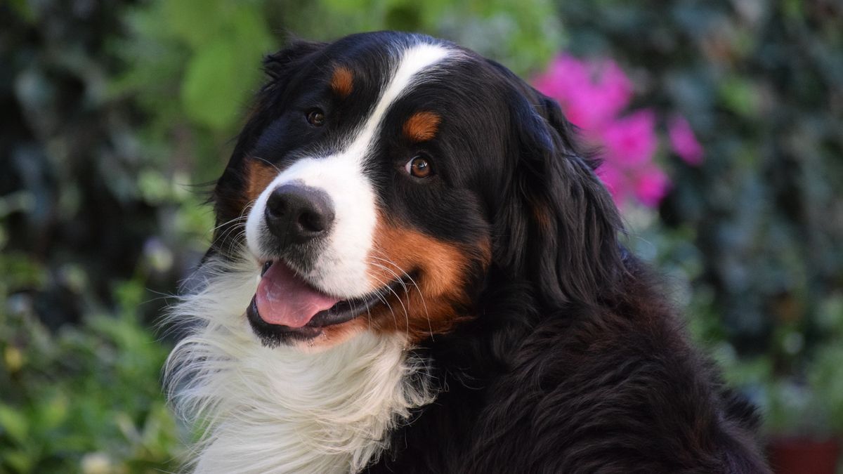 Portrait shot of Bernese Mountain dog outside