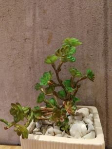 A Potted Sedum Tree