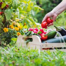 Harvesting vegetables in a crate