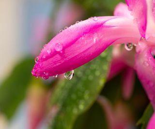 Close-up of pink buds of Christmas cactus covered in droplets of water