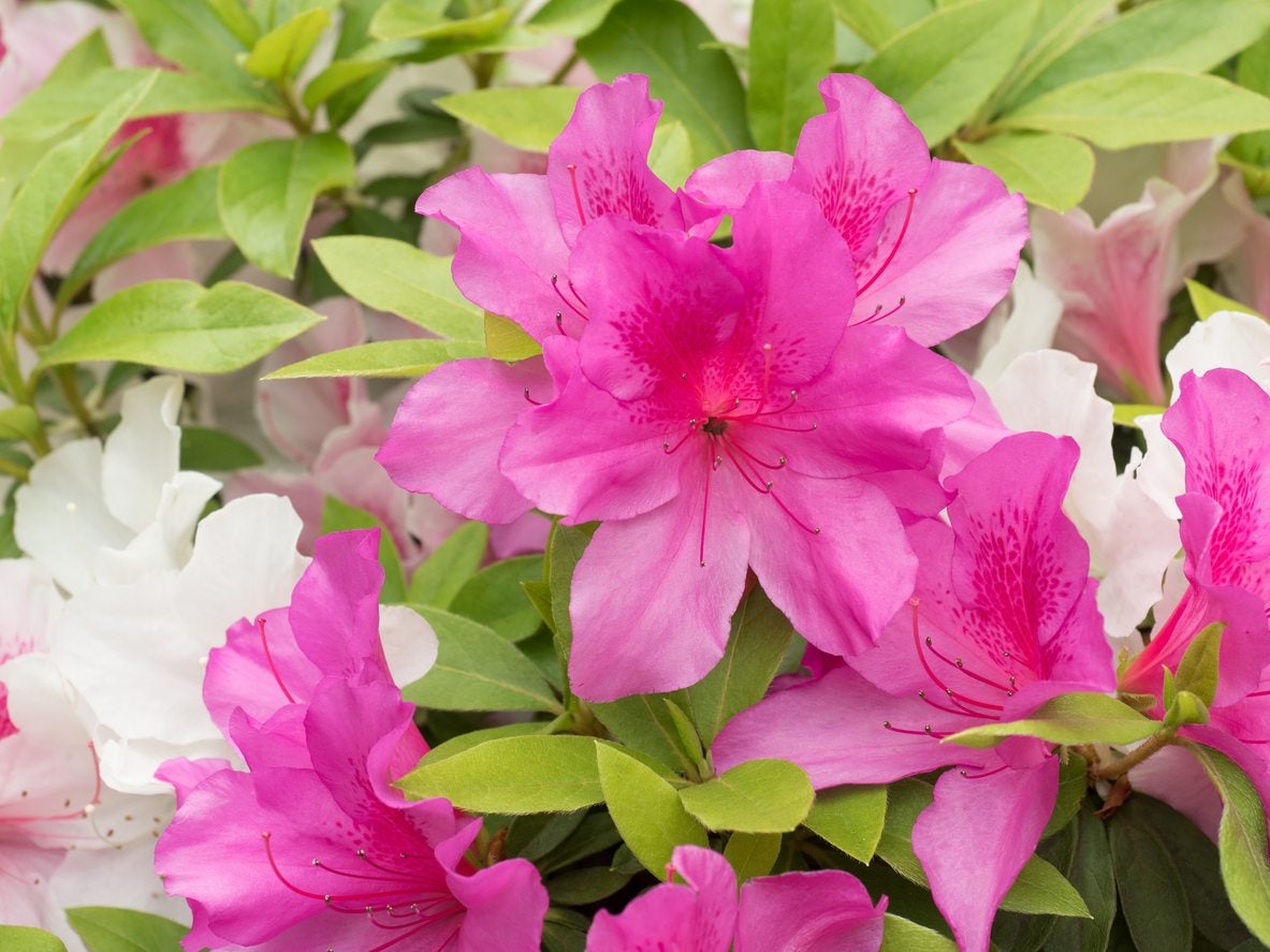 Azaleas For Zone 5 Gardens - Tips On Growing Azaleas In Zone 5 ...