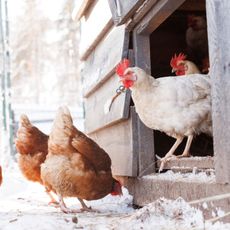 chickens in and around a coop in winter