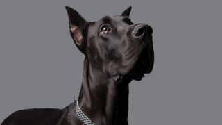 Black Great Dane Dog