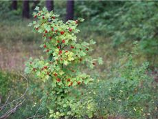 Alpine Currant Hedge Plant Full Of Red Berries