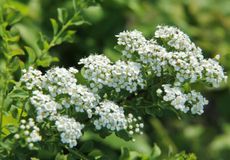 White Flowered Spirea Shrubs