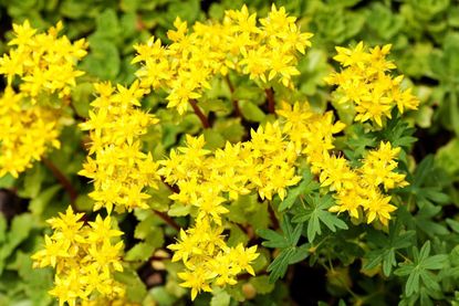 Sedum acre