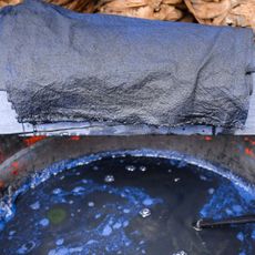 indigo plant dyeing